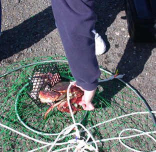 A Large Red Crab